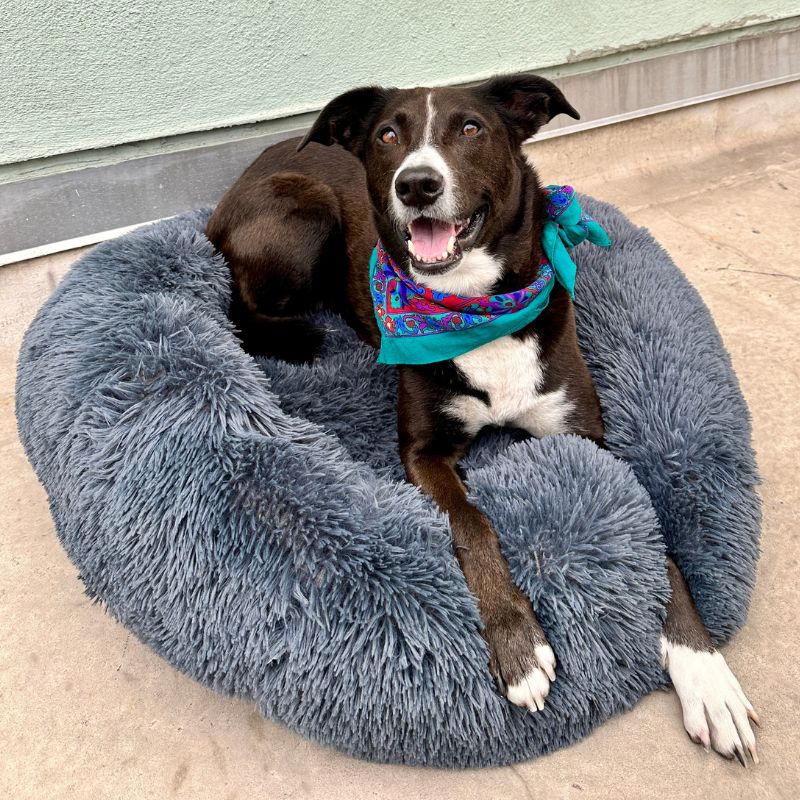 Calming Anti-Stress Dog Cushion – Nuvio - Image 6