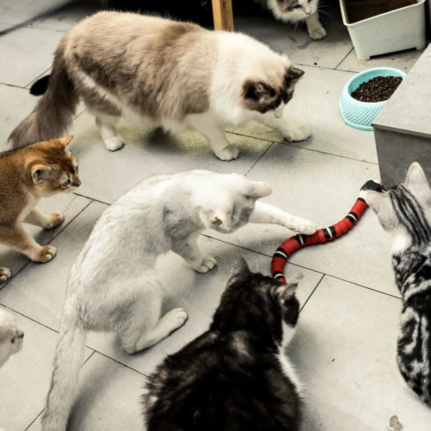 Cat Hunting Toy - SlitherPlay - Image 3